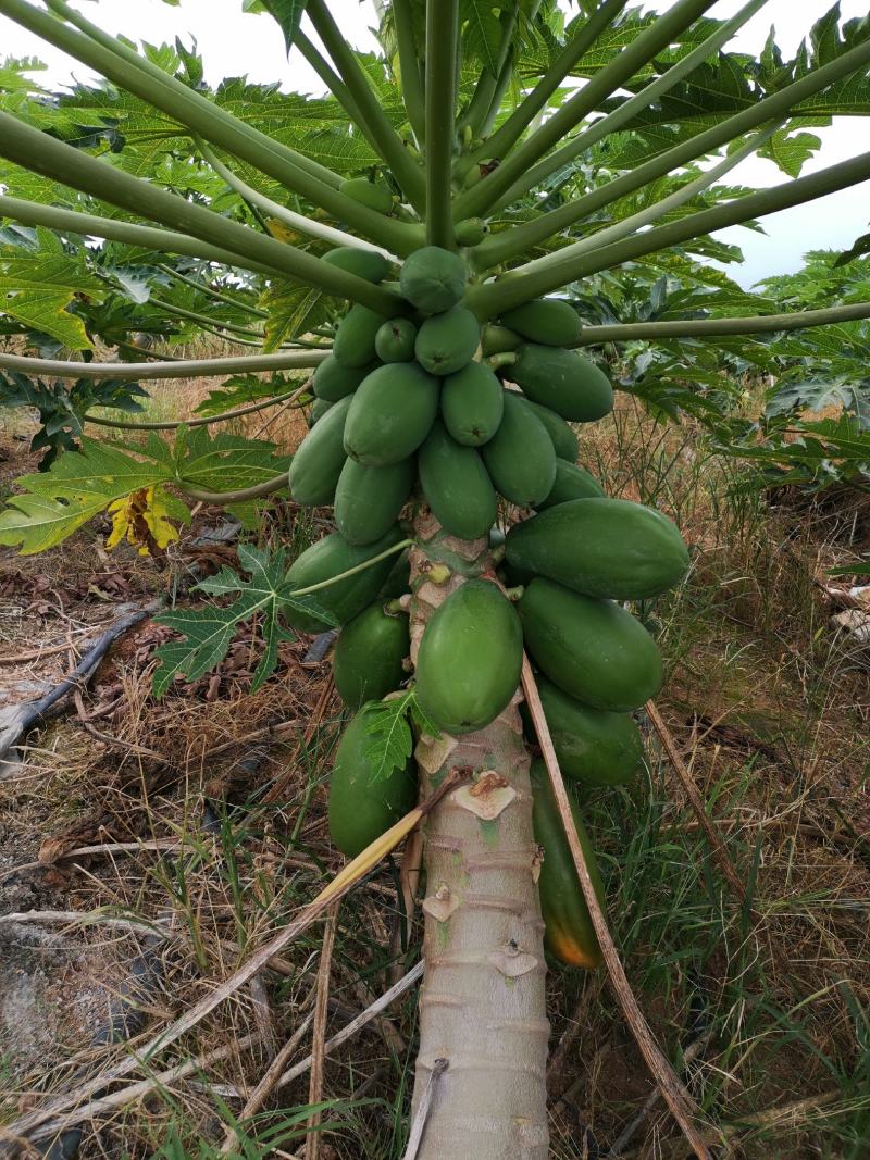 大青木瓜超甜水果木瓜红肉大青木瓜