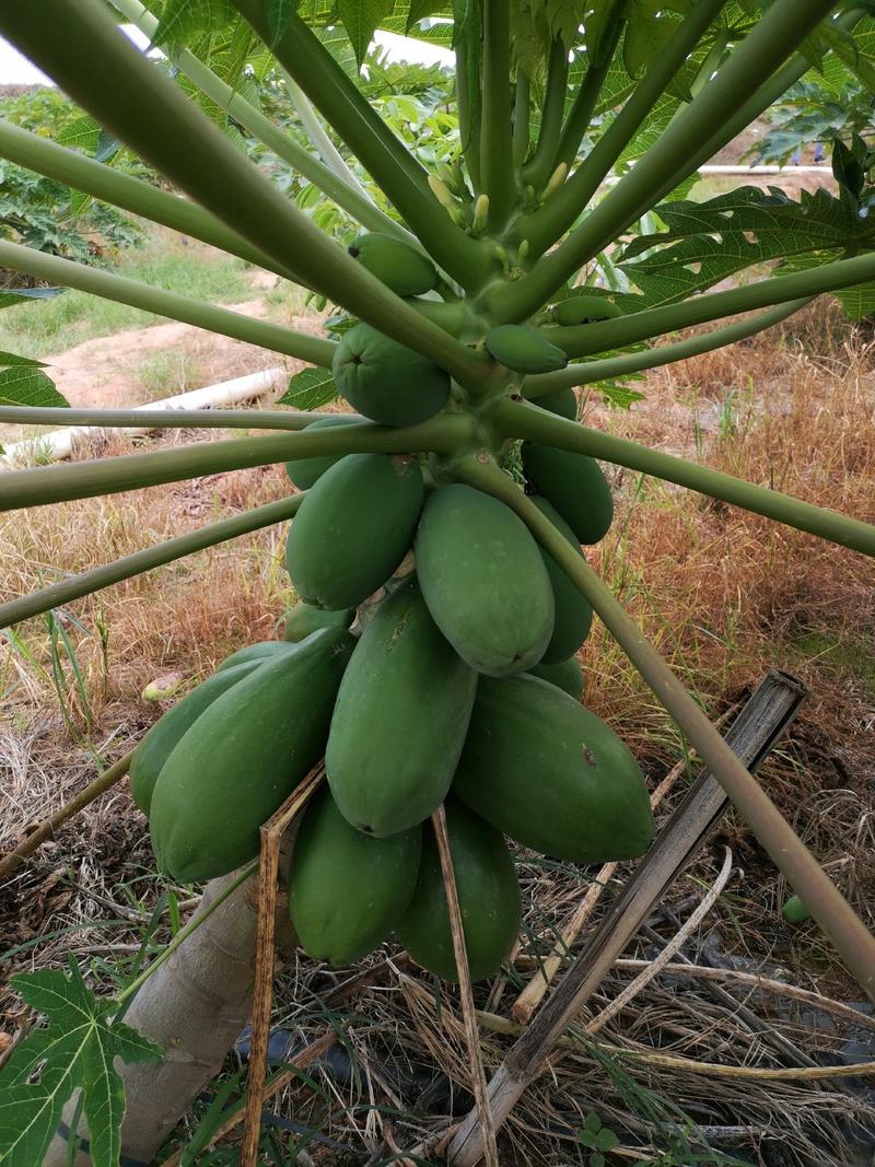 大青木瓜超甜水果木瓜红肉大青木瓜