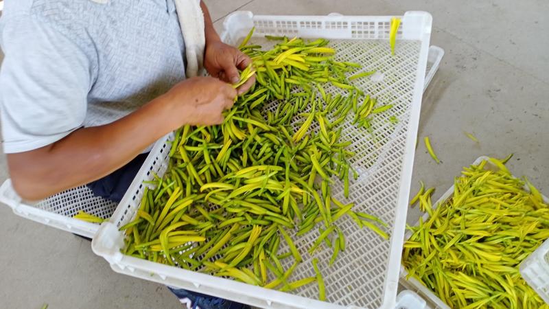 【优选】黄花菜大量有货产地直销可视频看货欢迎来电