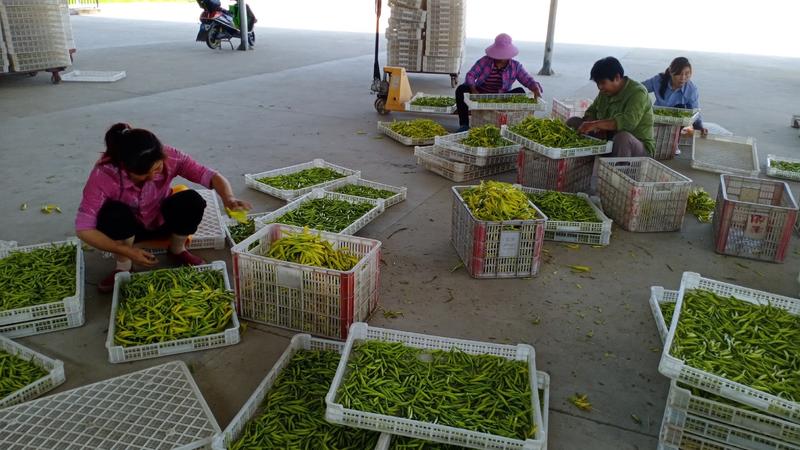 【优选】黄花菜大量有货产地直销可视频看货欢迎来电