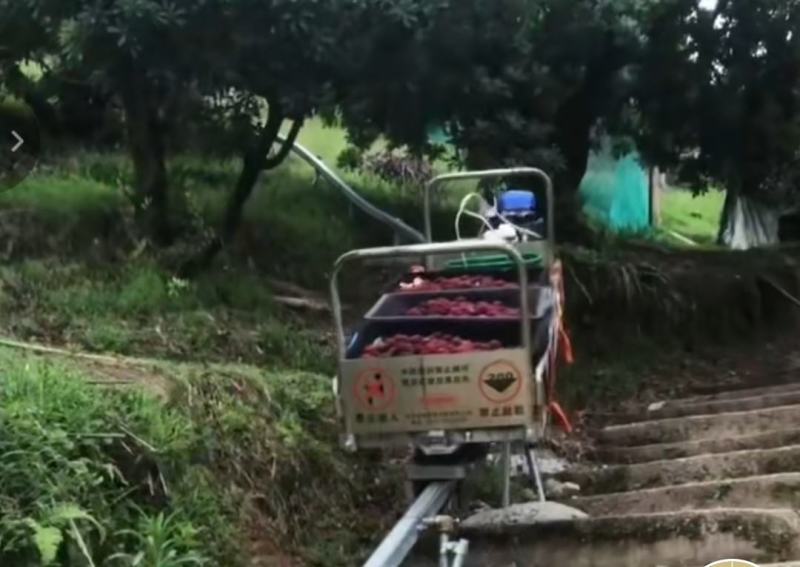 杨梅，真空礼盒包装顺丰发货