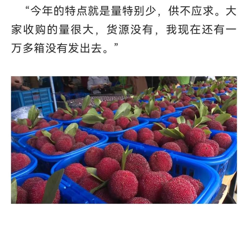 杨梅，真空礼盒包装顺丰发货