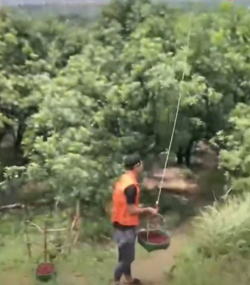 杨梅，真空礼盒包装顺丰发货