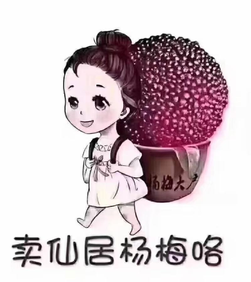 杨梅，真空礼盒包装顺丰发货