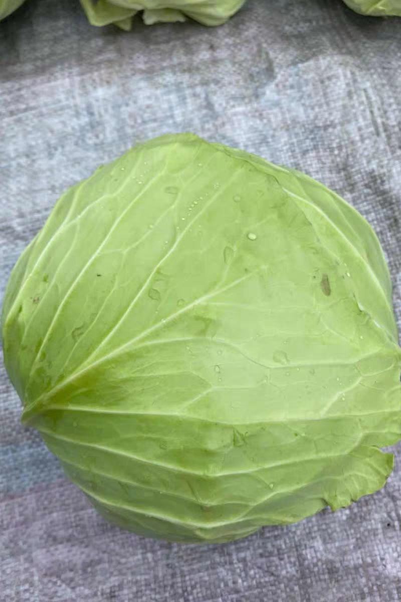精品圆包菜湖北甘蓝市场货电商货供应中欢迎订购