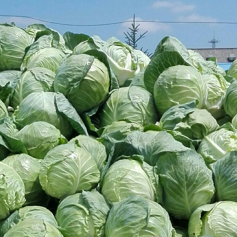 精品圆包菜湖北甘蓝市场货电商货供应中欢迎订购