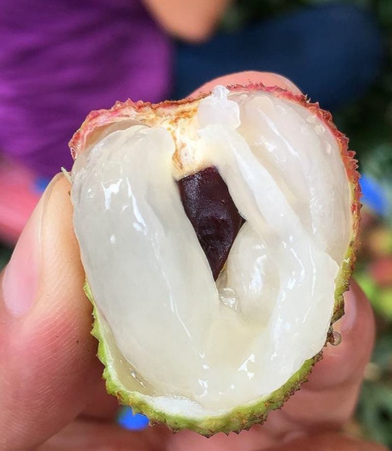 广东桂味荔枝桂味贵味细核荔枝新鲜采摘即将上市