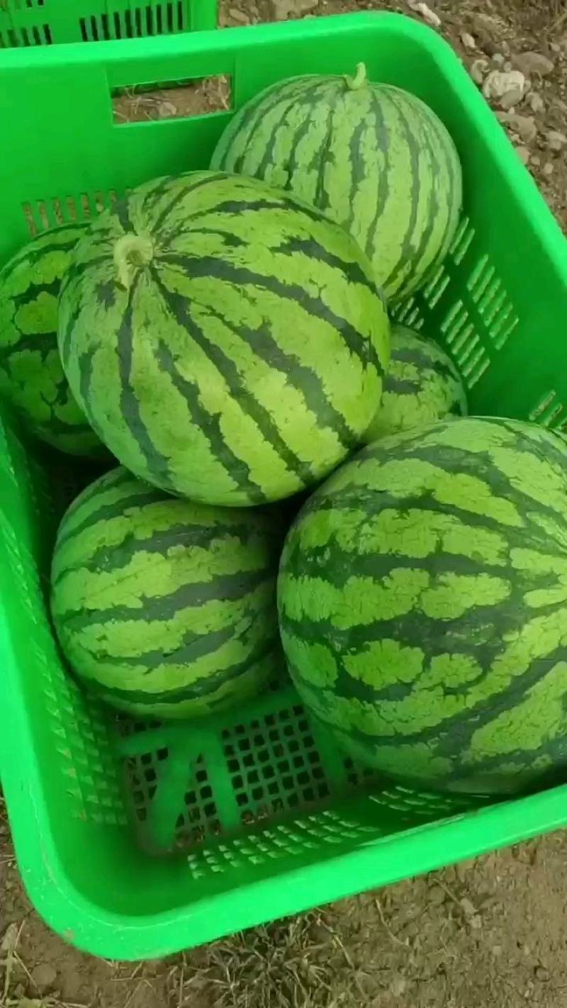 大棚精品黑籽8424西瓜皮薄瓢口红甜度14个