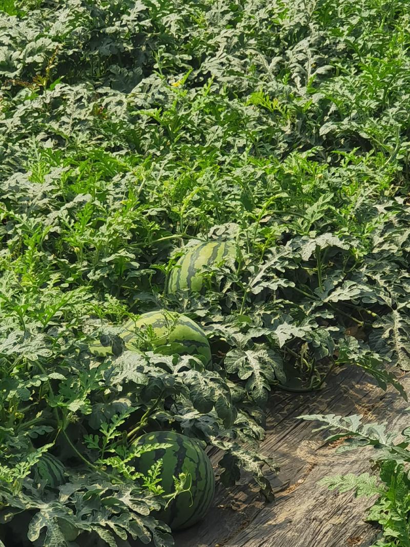 大棚精品黑籽8424西瓜皮薄瓢口红甜度14个