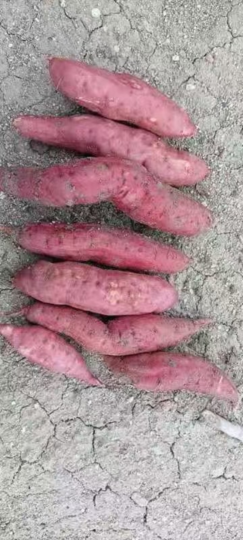 西瓜红红薯