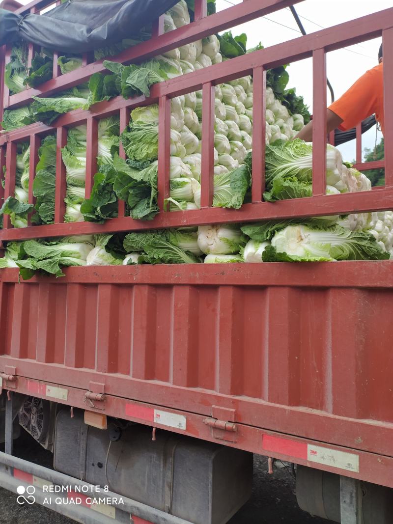 湖北黄心大白菜质量上乘产地直采一手货源，物有所值
