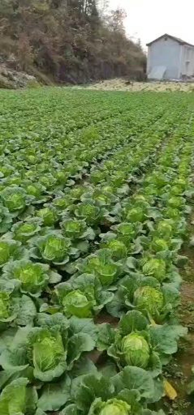 湖北黄心大白菜质量上乘产地直采一手货源，物有所值
