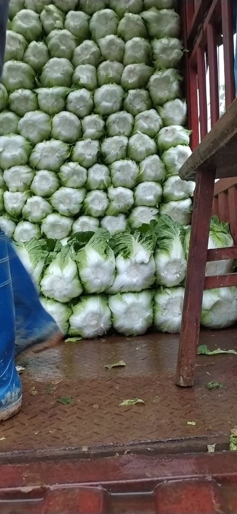 湖北黄心大白菜质量上乘产地直采一手货源，物有所值
