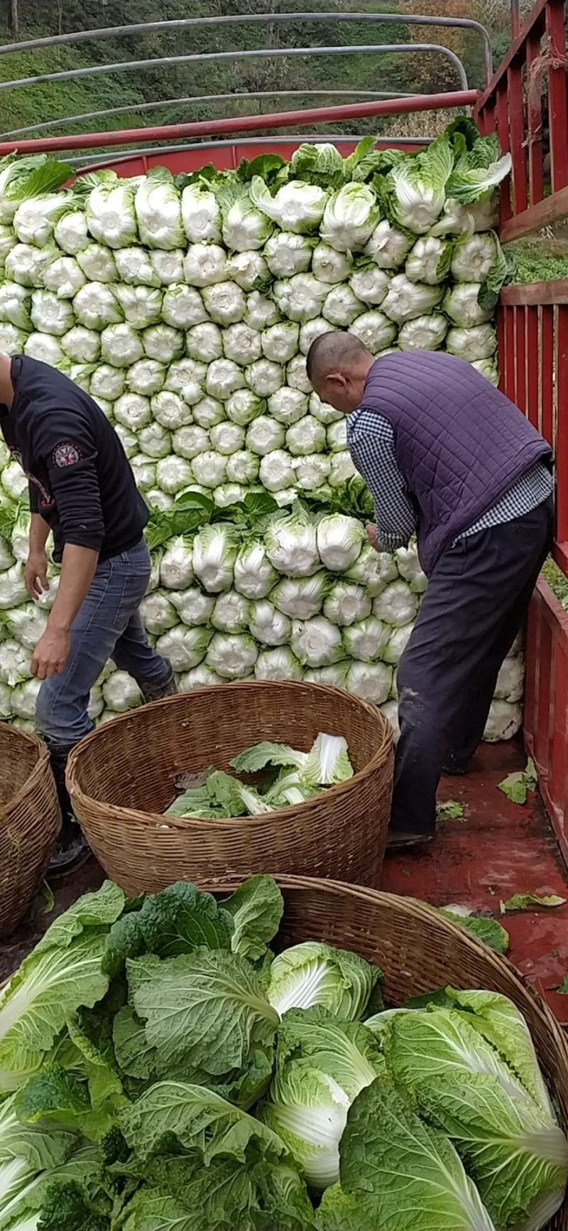 湖北黄心大白菜质量上乘产地直采一手货源，物有所值
