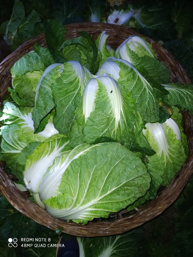 湖北黄心大白菜质量上乘产地直采一手货源，物有所值