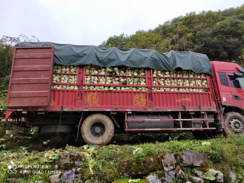 湖北黄心大白菜质量上乘产地直采一手货源，物有所值