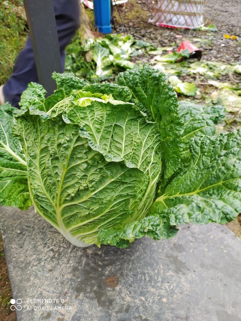 湖北黄心大白菜质量上乘产地直采一手货源，物有所值