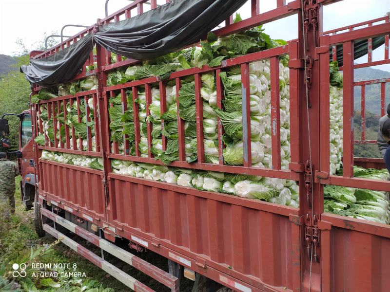 湖北黄心大白菜质量上乘产地直采一手货源，物有所值