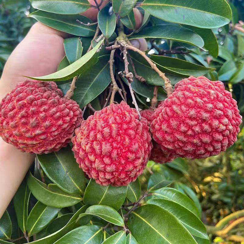 荔枝王果苗，名副其实的荔枝王，果大肉厚核小