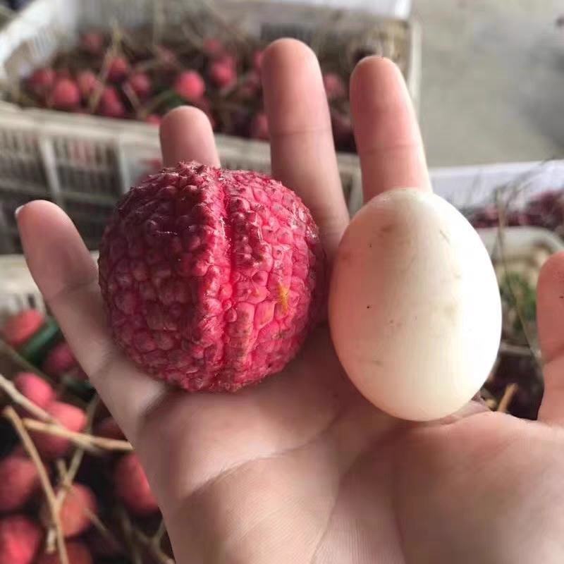 荔枝王果苗，名副其实的荔枝王，果大肉厚核小