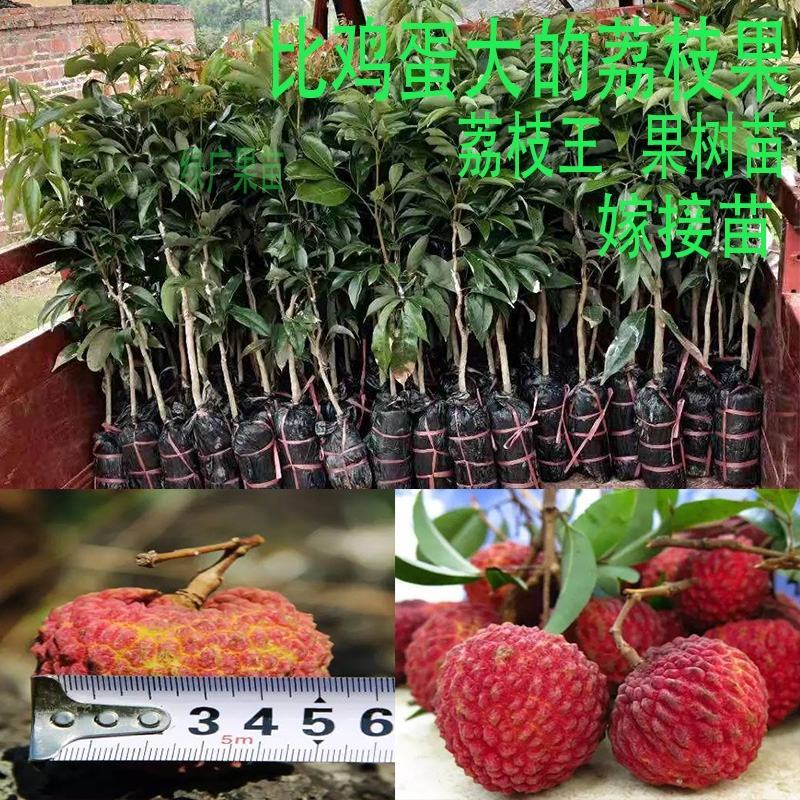 荔枝王果苗，名副其实的荔枝王，果大肉厚核小