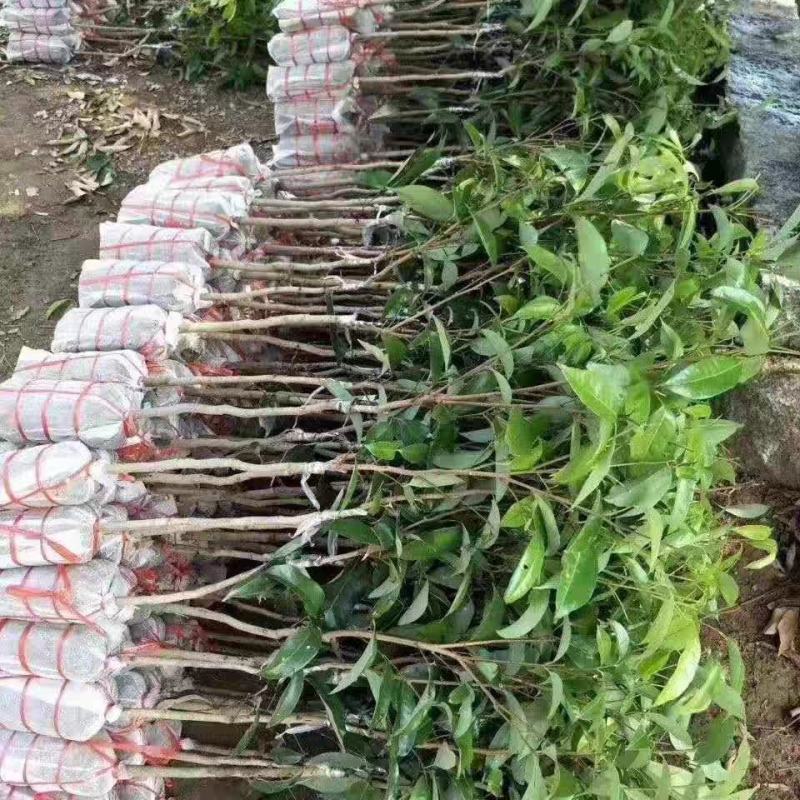 荔枝王果苗，名副其实的荔枝王，果大肉厚核小