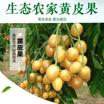 【推荐】鸡心果，鸡心黄皮果，果园直供场地看货诚信经营致电