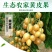 【推荐】鸡心果，鸡心黄皮果，果园直供场地看货诚信经营致电