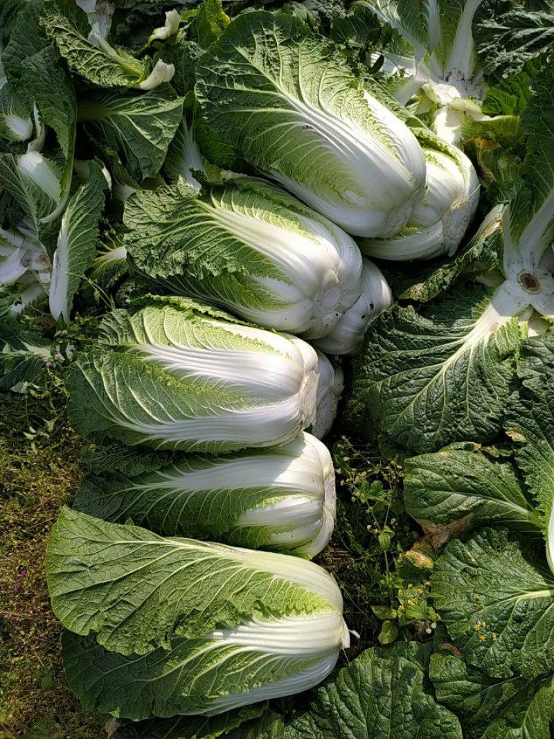 湖北黄心大白菜质量上乘产地直采一手货源，物有所值