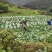 湖北黄心大白菜质量上乘产地直采一手货源，物有所值