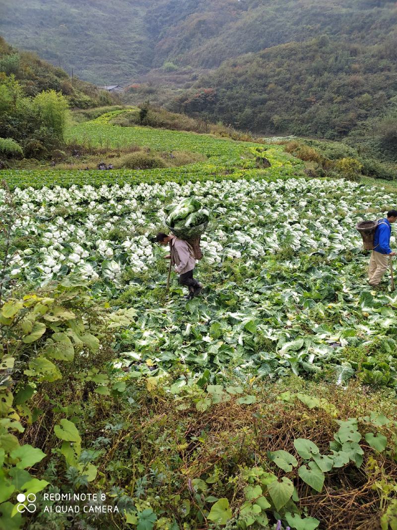 湖北黄心大白菜质量上乘产地直采一手货源，物有所值