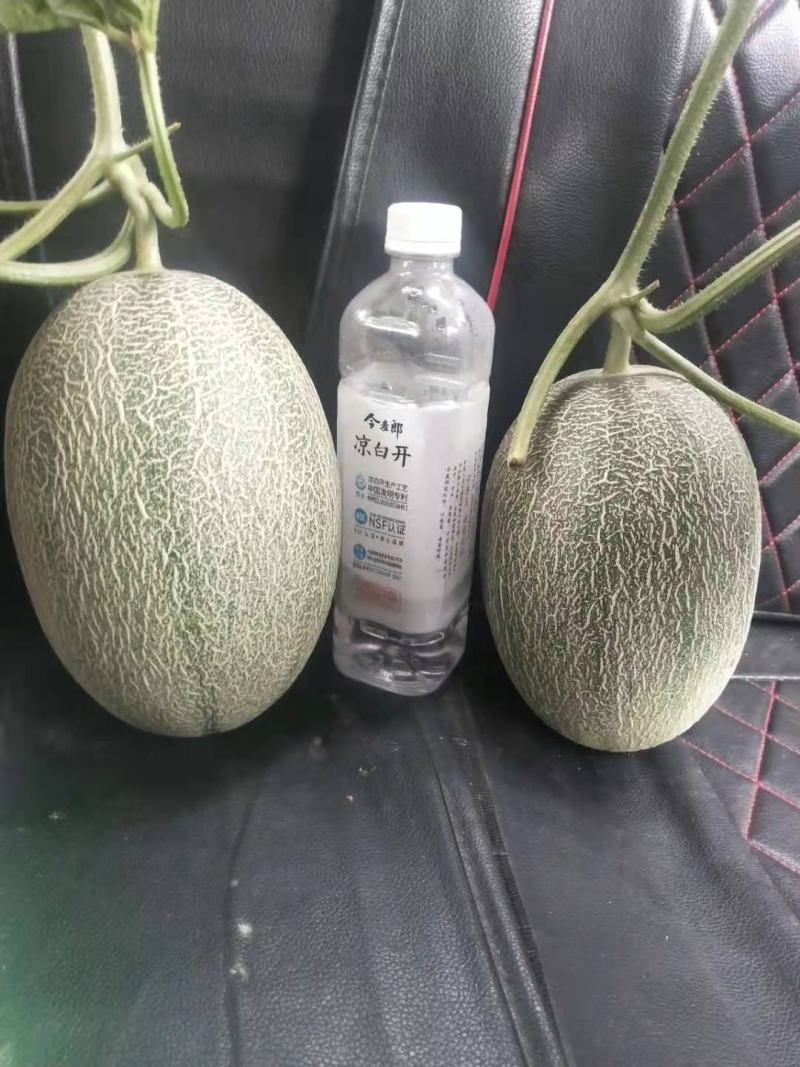 晓密25，货源充足，常年供货