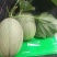 晓密25，货源充足，常年供货
