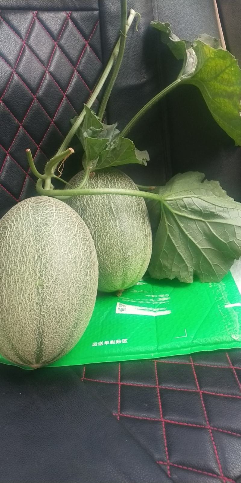 晓密25，货源充足，常年供货