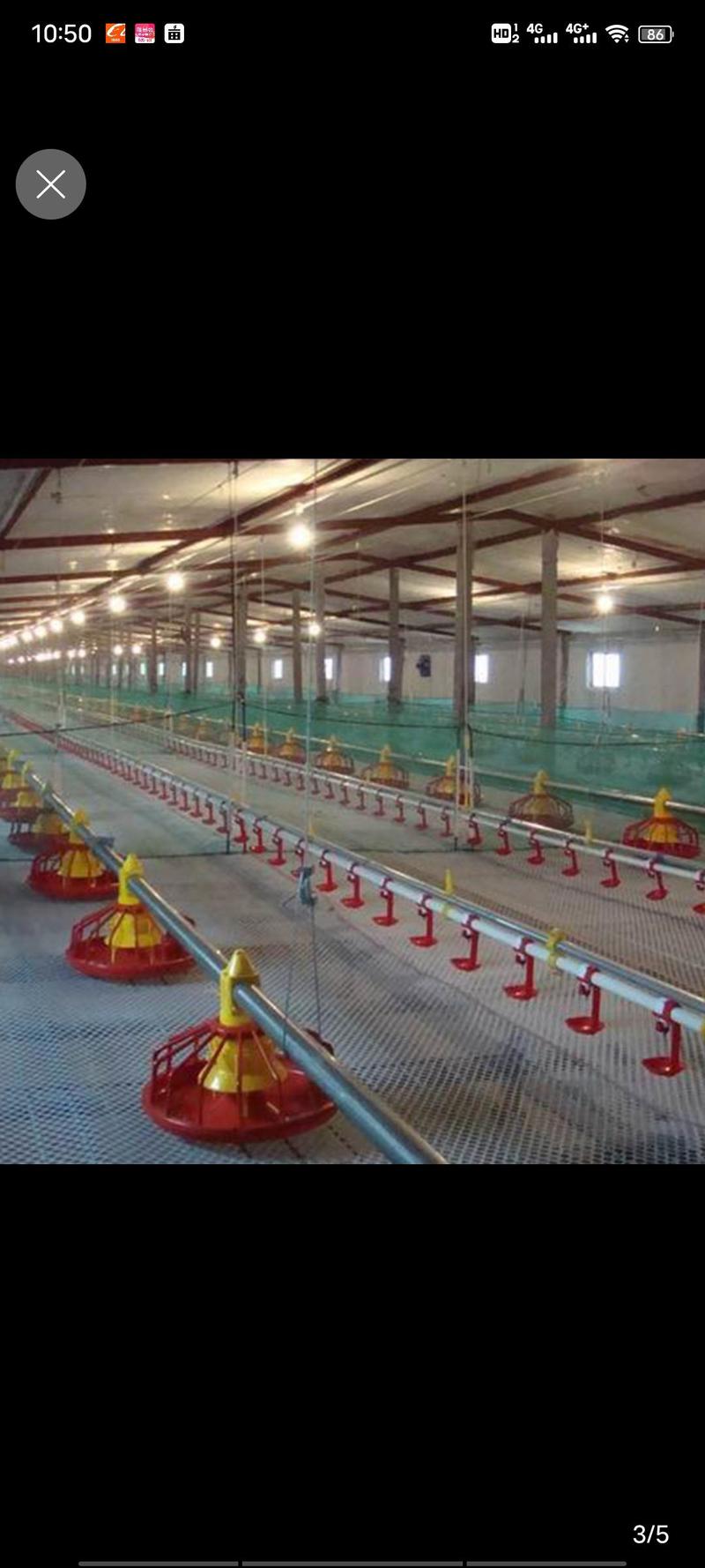 鸡鸭鹅水线料线自动化养殖设备厂家直销