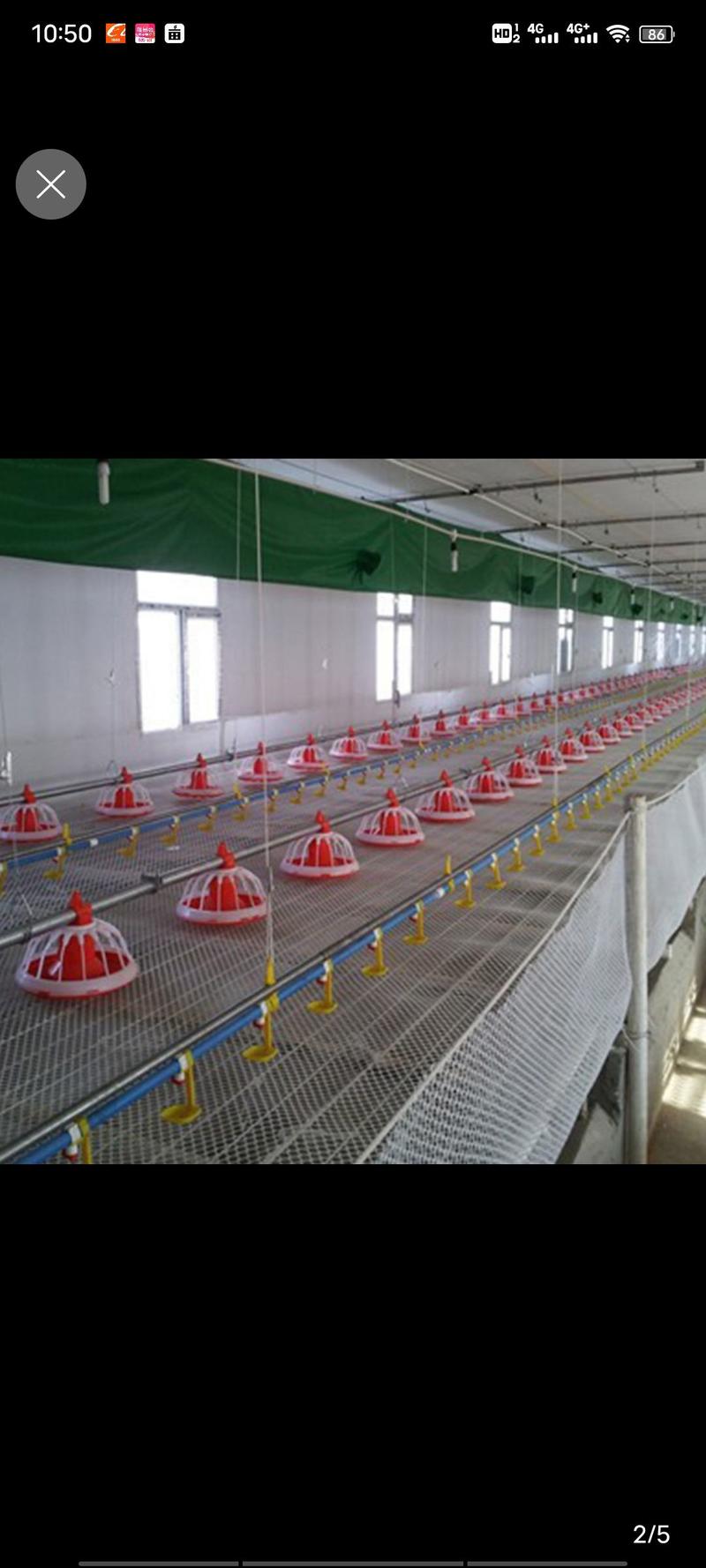 鸡鸭鹅水线料线自动化养殖设备厂家直销