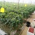 产地直销釜山88小番茄圣女果玲珑小番茄小甜甜