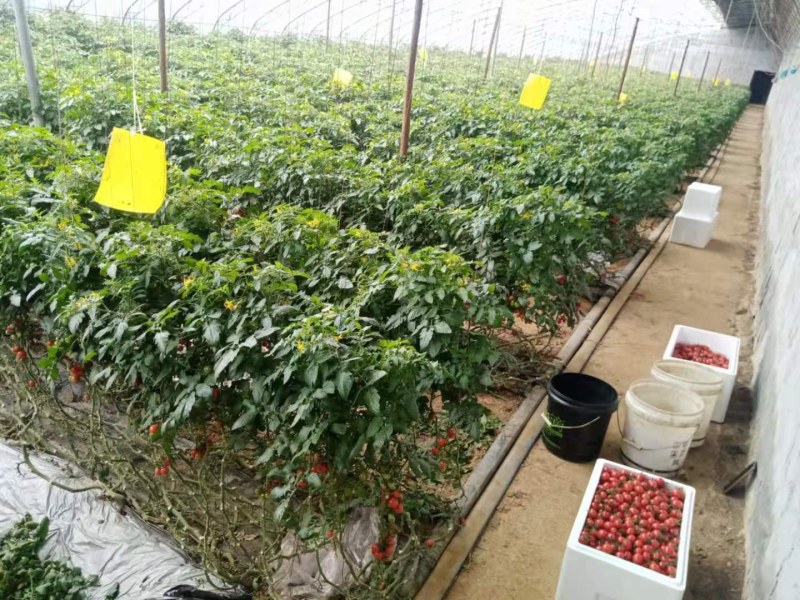 产地直销釜山88小番茄圣女果玲珑小番茄小甜甜