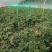 产地直销釜山88小番茄圣女果玲珑小番茄小甜甜