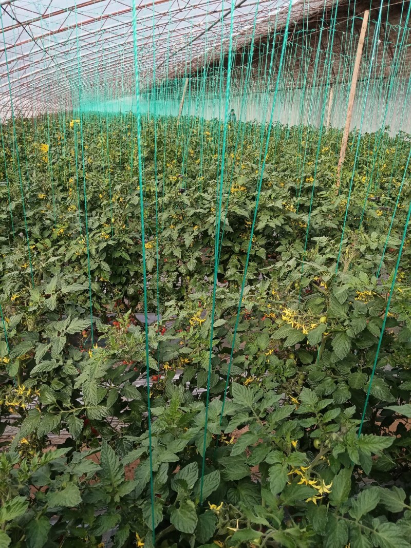 产地直销釜山88小番茄圣女果玲珑小番茄小甜甜