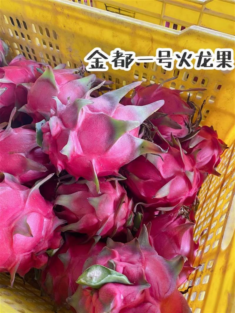 广西1000万斤火龙果上市欢迎各位新老客户来电谈合作