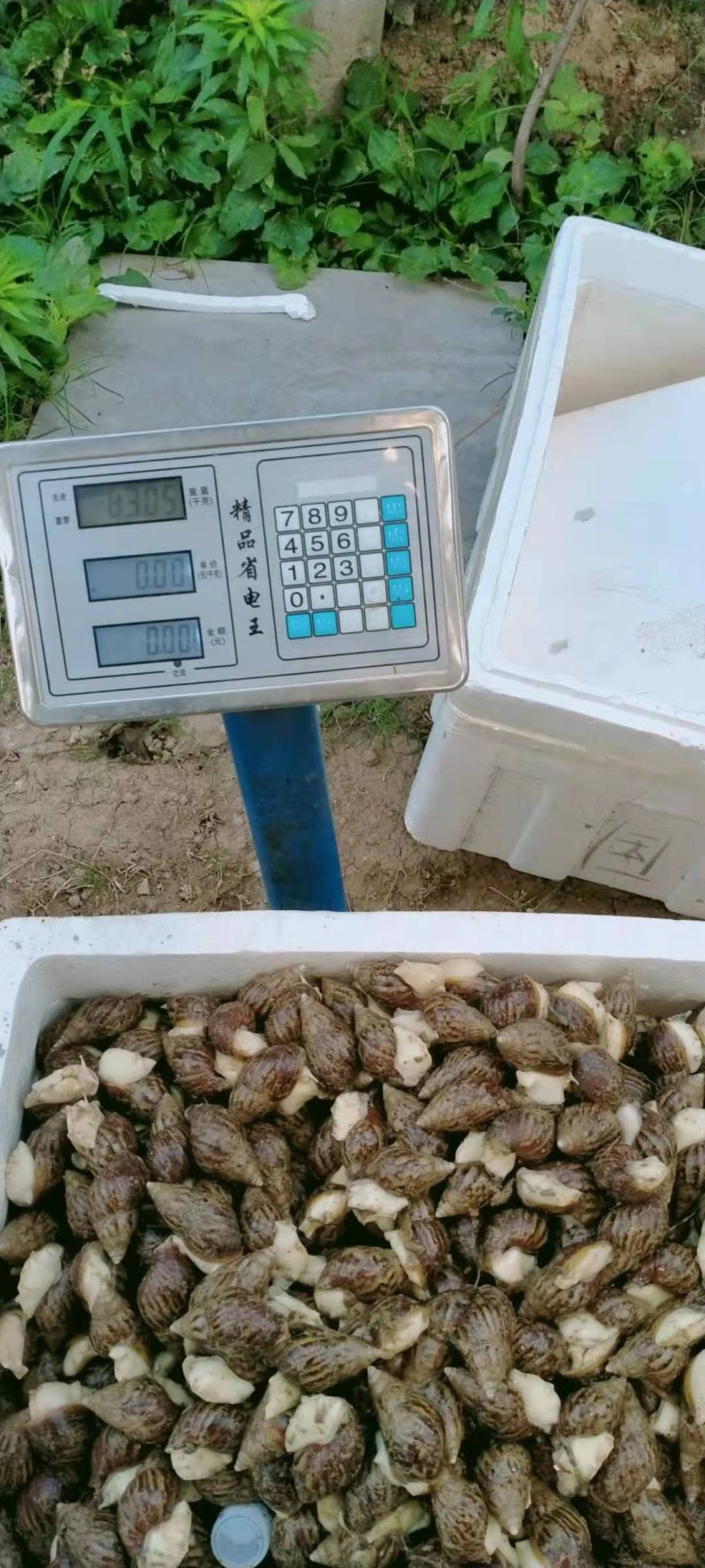 优质商品蜗牛