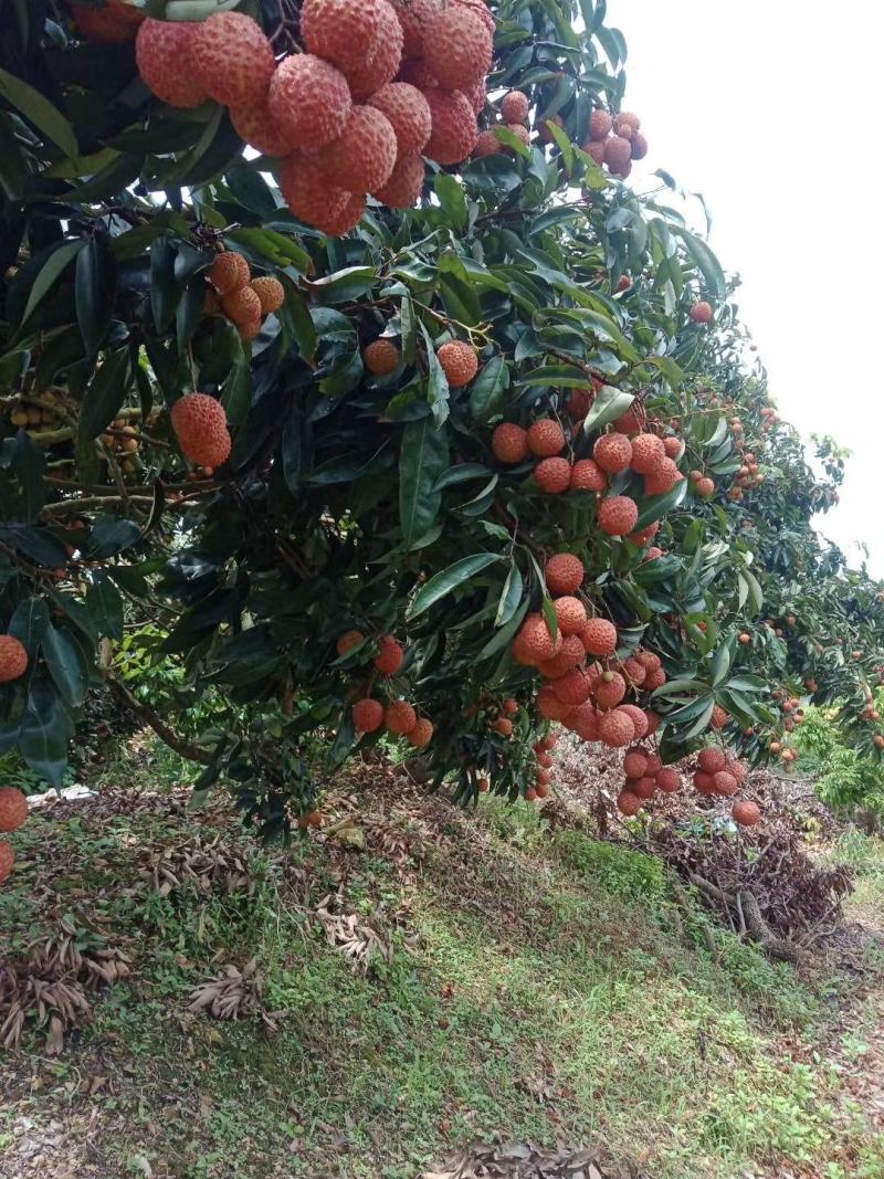 桂味荔枝荔枝核小原产地直发专业代办