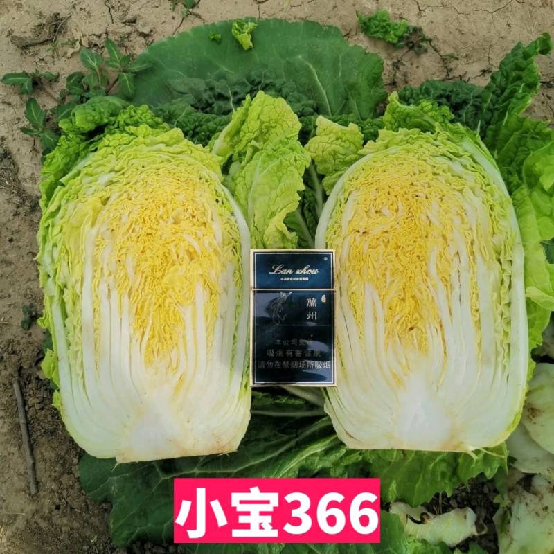 中蔬小宝366娃娃菜种子黄心黄芯秋季冬储大娃娃白菜种子