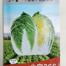 中蔬小宝366娃娃菜种子黄心黄芯秋季冬储大娃娃白菜种子