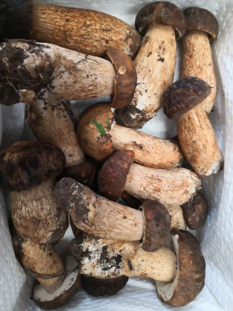 云南野生菌2022年牛肝菌鲜货
