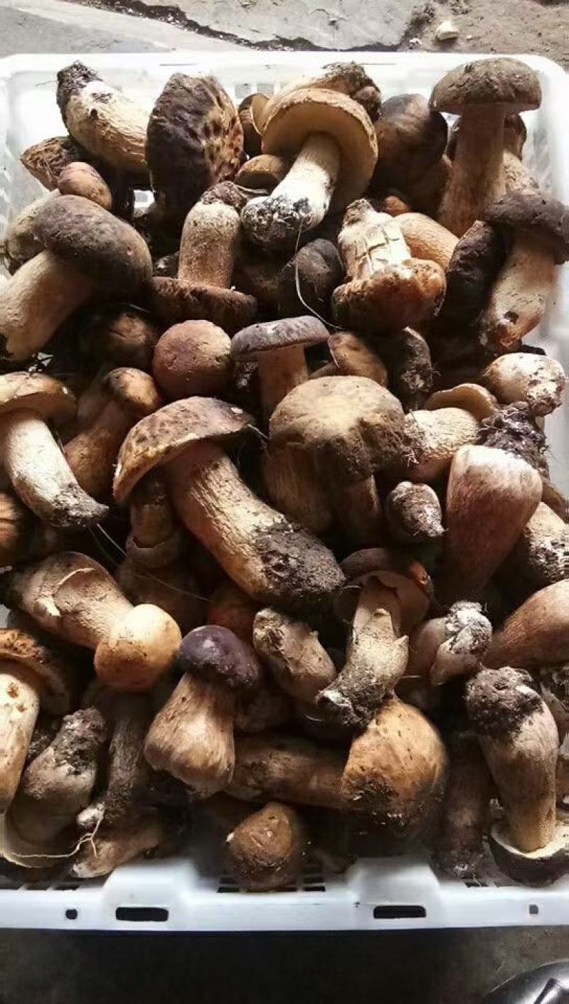 云南野生菌2022年牛肝菌鲜货