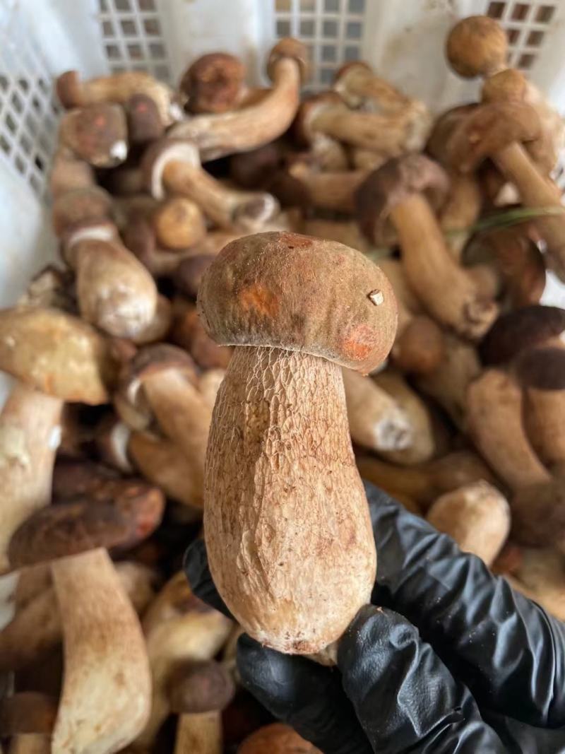 云南野生菌2022年牛肝菌鲜货