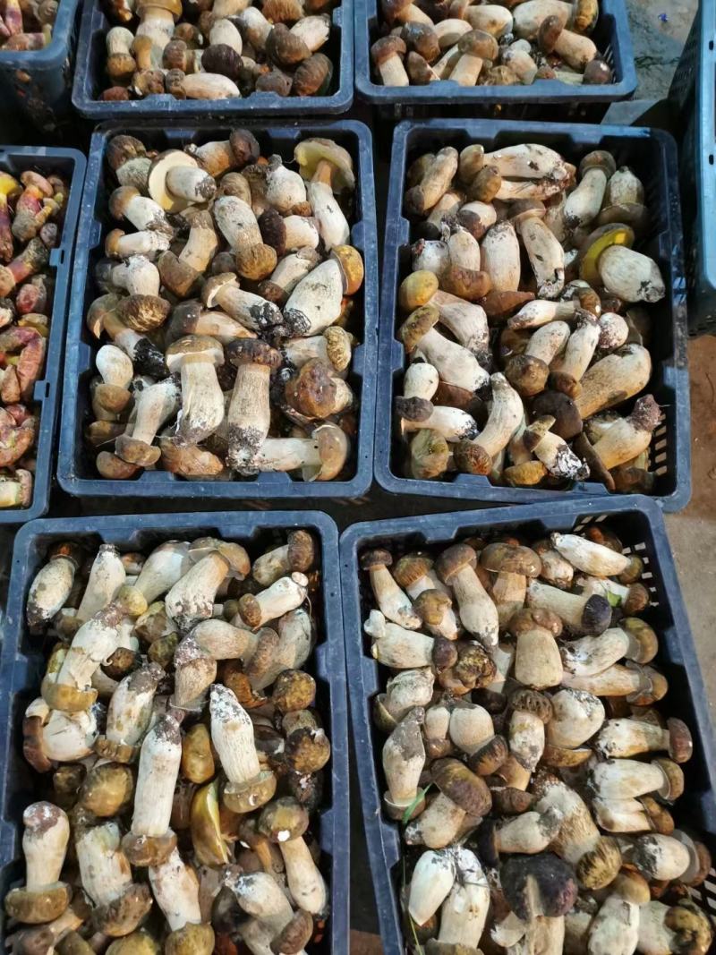 云南野生菌2022年牛肝菌鲜货