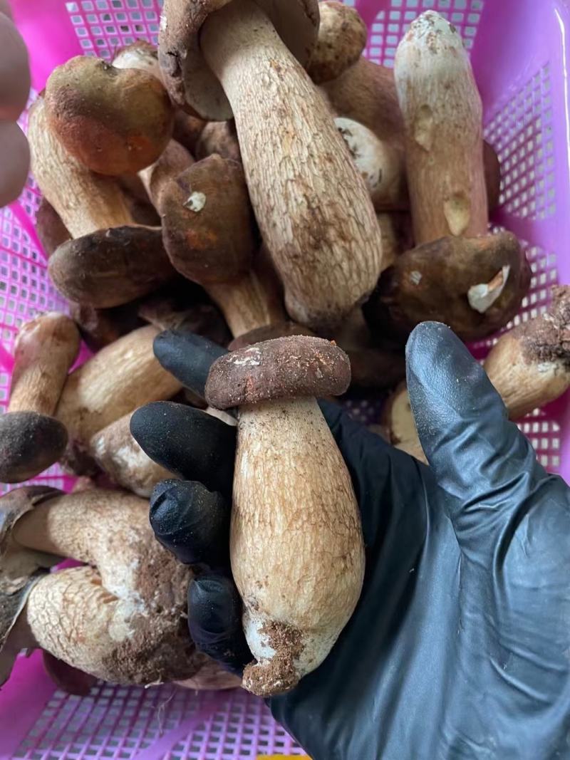 云南野生菌2022年牛肝菌鲜货